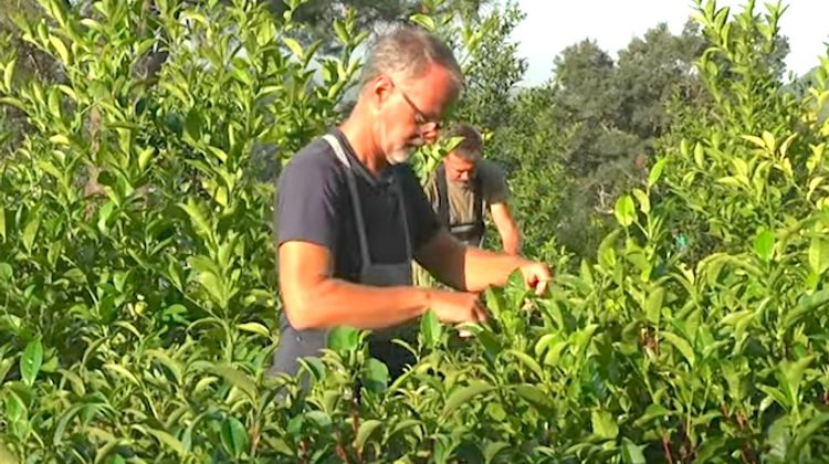 TEA ITZULIA - Le Pays basque ouvre les portes de ses plantations de thé